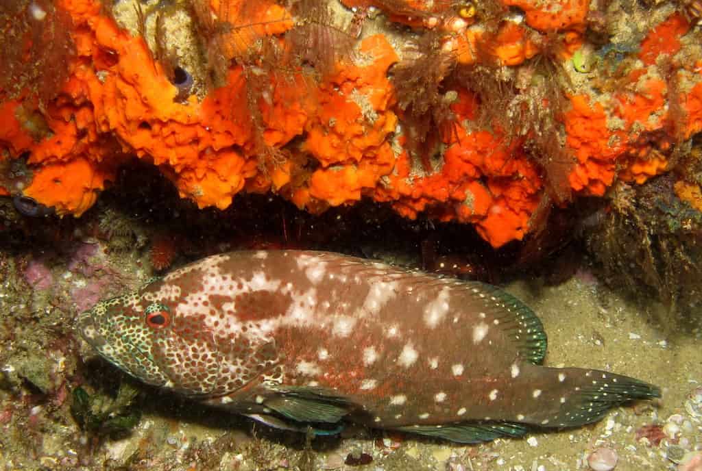 merluzzo (cernia)