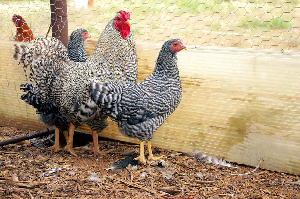 Hertiage Pure Bred Show Dominique Gallo e gallina