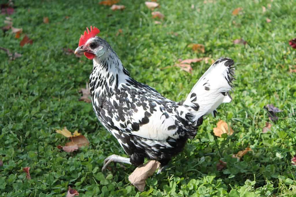 bella gallina bantam di Amburgo che gode della sua libertà