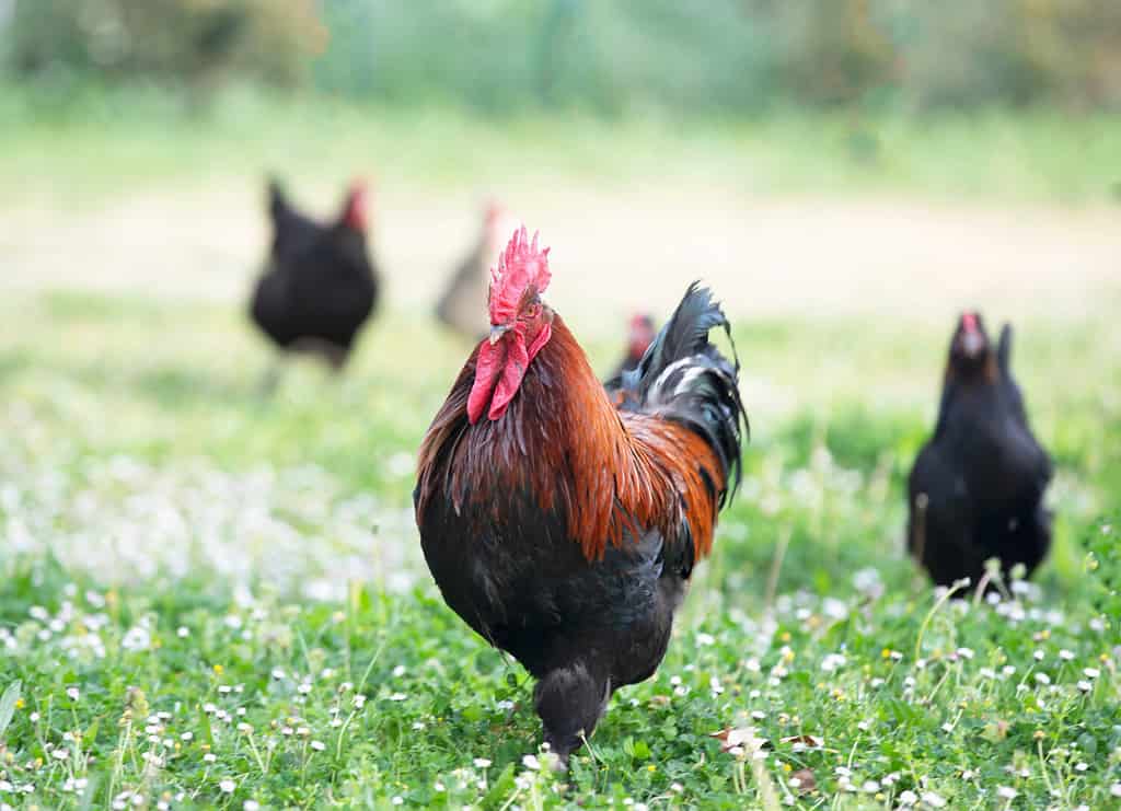 pollo marans in un giardino in primavera