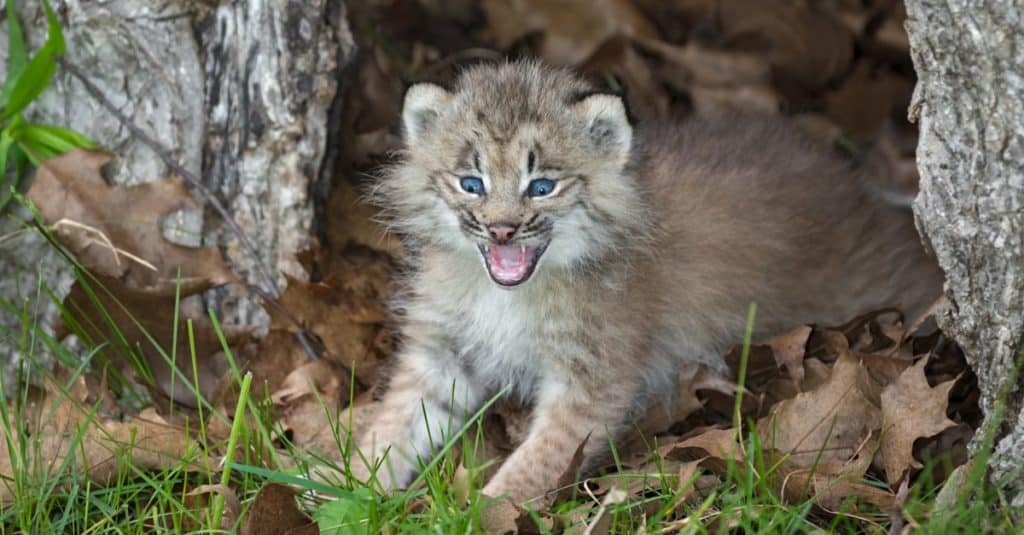 Gattino di Canada Lynx che chiama sua madre.