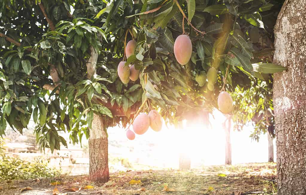 Un soleggiato boschetto di mango.