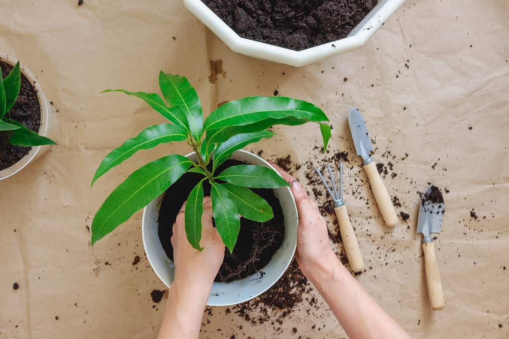trapiantare o rinvasare un albero di mango.  Mani che tengono una pianta della stanza, una pentola, terreno, set da giardinaggio.
