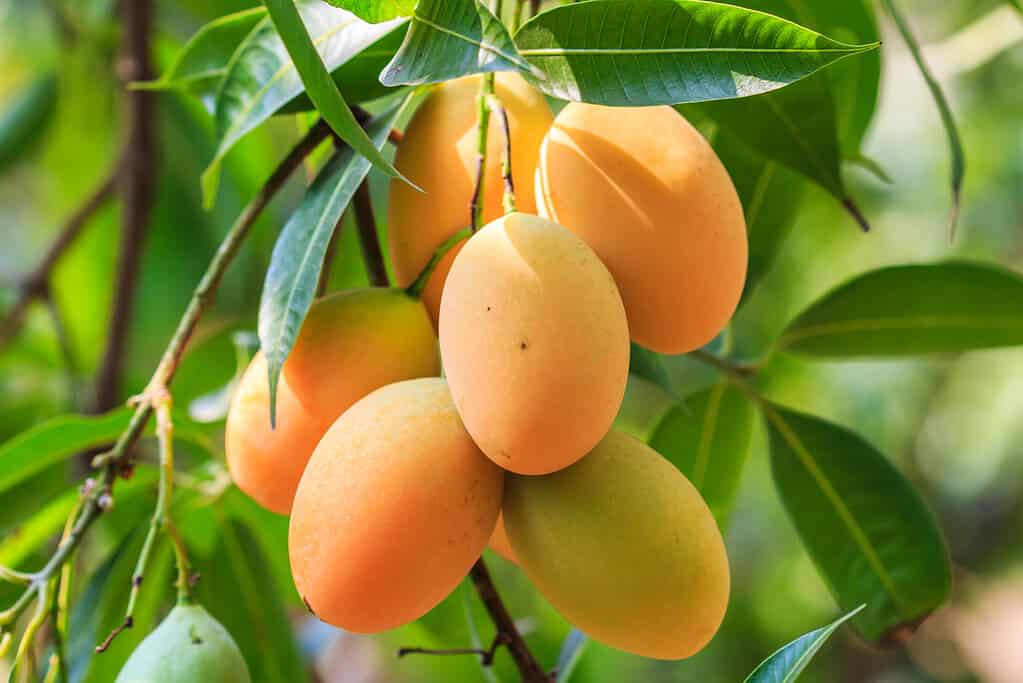 Mayongchid Maprang Marian Plum e Plum Mango thailandia un mazzo di manghi arancioni è visibile appeso a un albero con foglie verdi. 