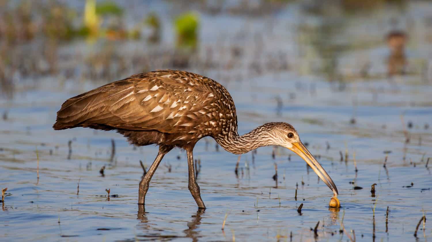 Limpkin cattura un mollusco (Aramus guarauna), Florida, Stati Uniti