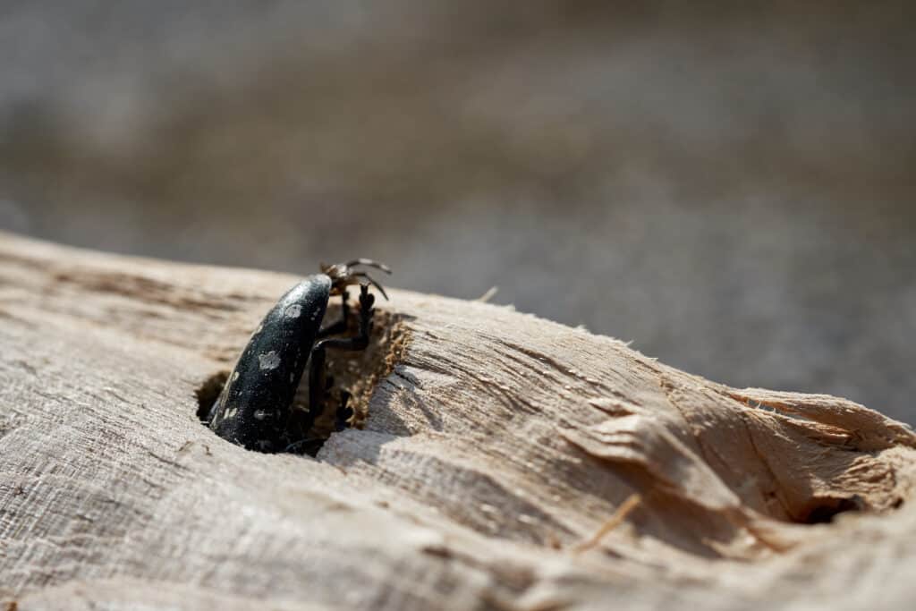 Scarabeo longhorn asiatico