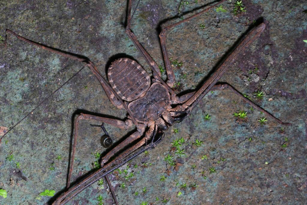 scorpione frusta senza coda