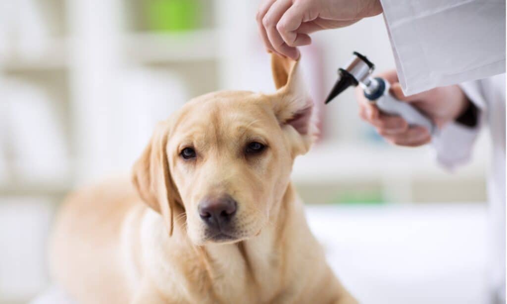 come curare l'infezione all'orecchio di un cane