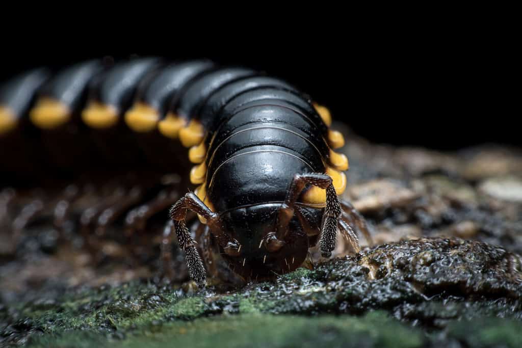 piccolo rettile non velenoso simile a un millepiedi Camminare per il cibo. Animali con molte zampe. Animali con tronco articolato. Lo stesso animale del millepiedi.