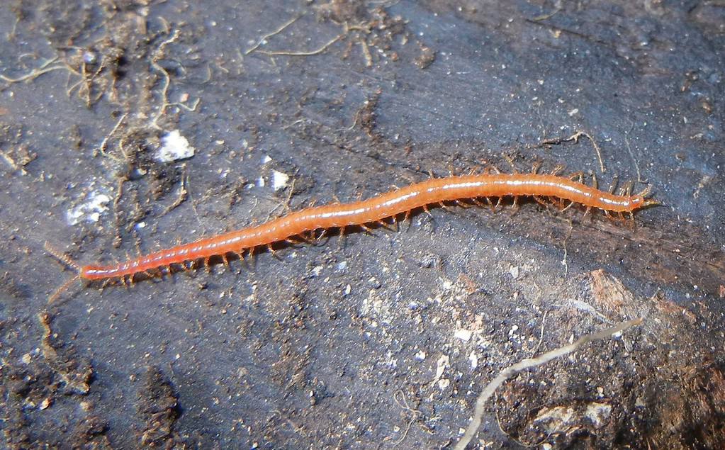 Strigamia acuminata