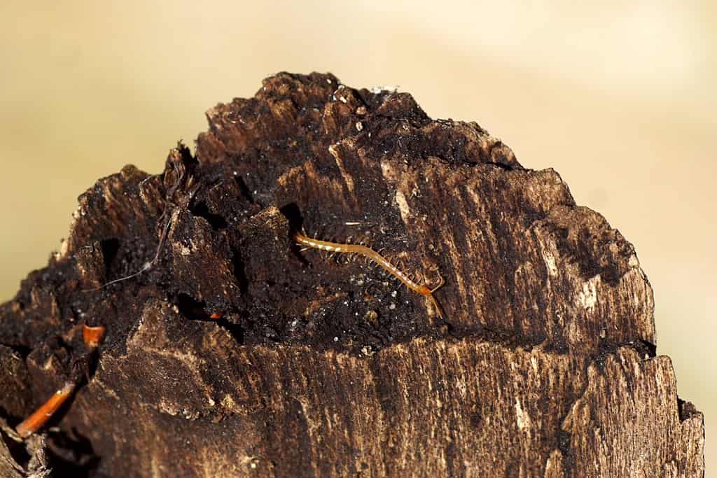 Primo piano di una specie di millepiedi Cryptops hortensis, il comune cryptops su un vecchio pezzo di legno marcio.  Famiglia Criptopidi.  Giardino olandese, autunno, ottobre.
