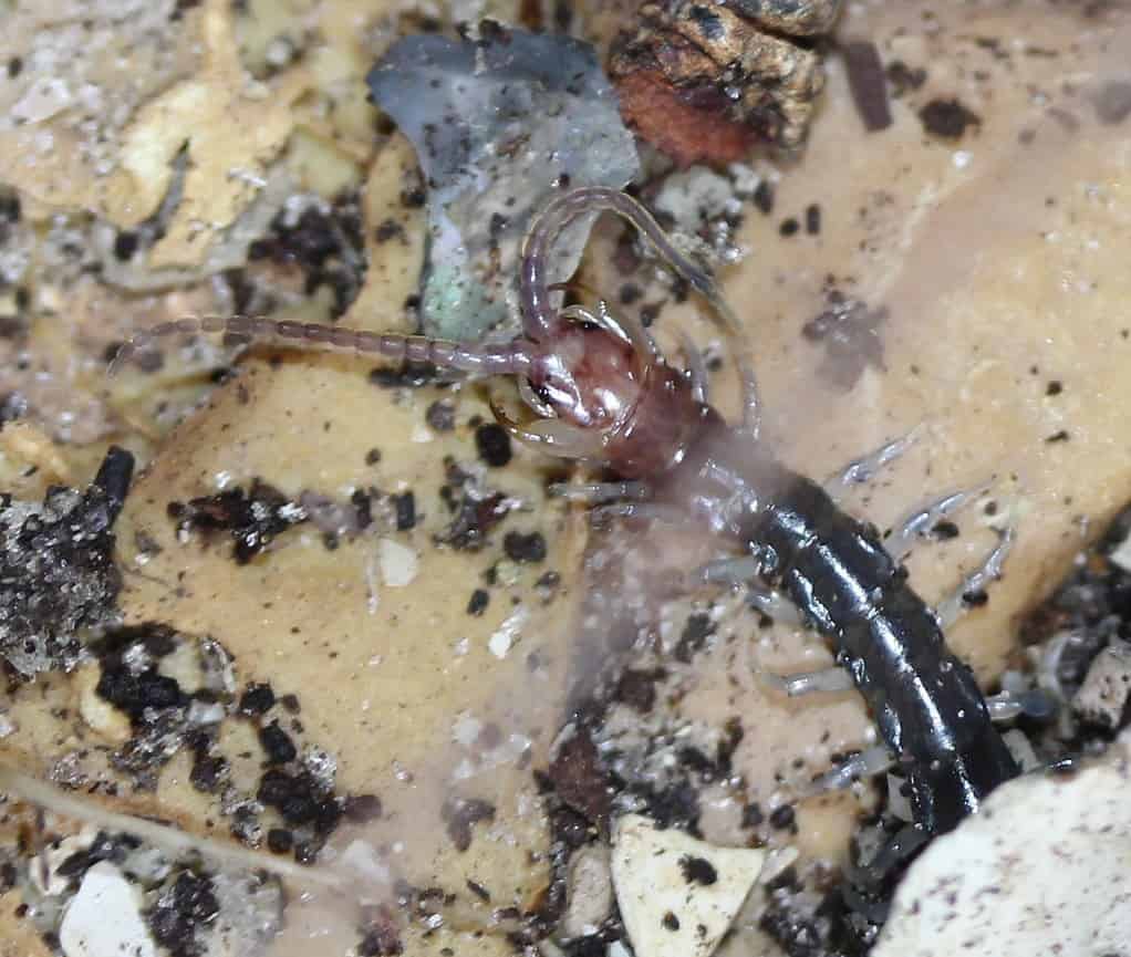Rhysida longipes