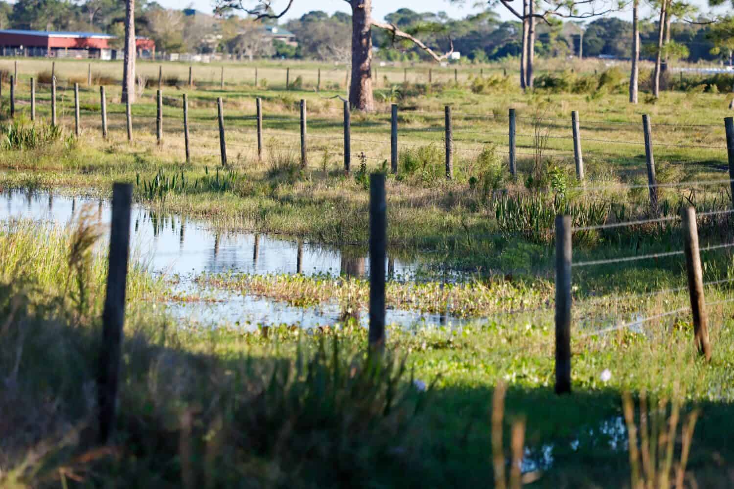 Vicino alla palude o al pantano in un ranch di bestiame della Florida. 
