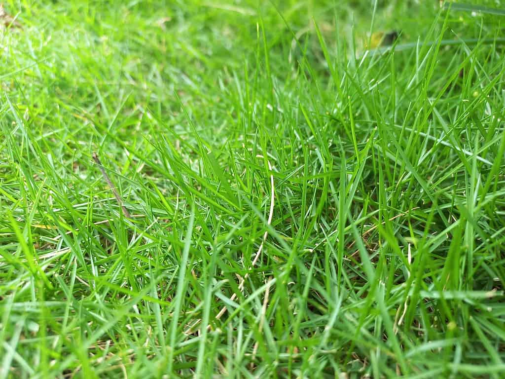 Erba dell'Impero Zoysia