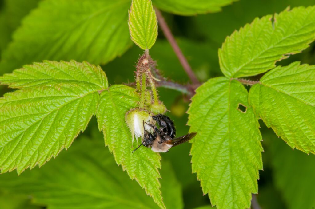 Habropoda laboriosa che si nutre di fiori di mirtillo.  La pianta ha foglie trifogliate verdi (che crescono in tre) che occupano la maggior parte del telaio.  L'ape è al centro del telaio piuttosto piccola.  È a cavallo del fiore di mirtillo.