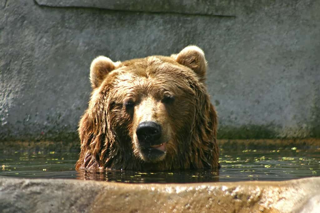 Orso bruno allo zoo