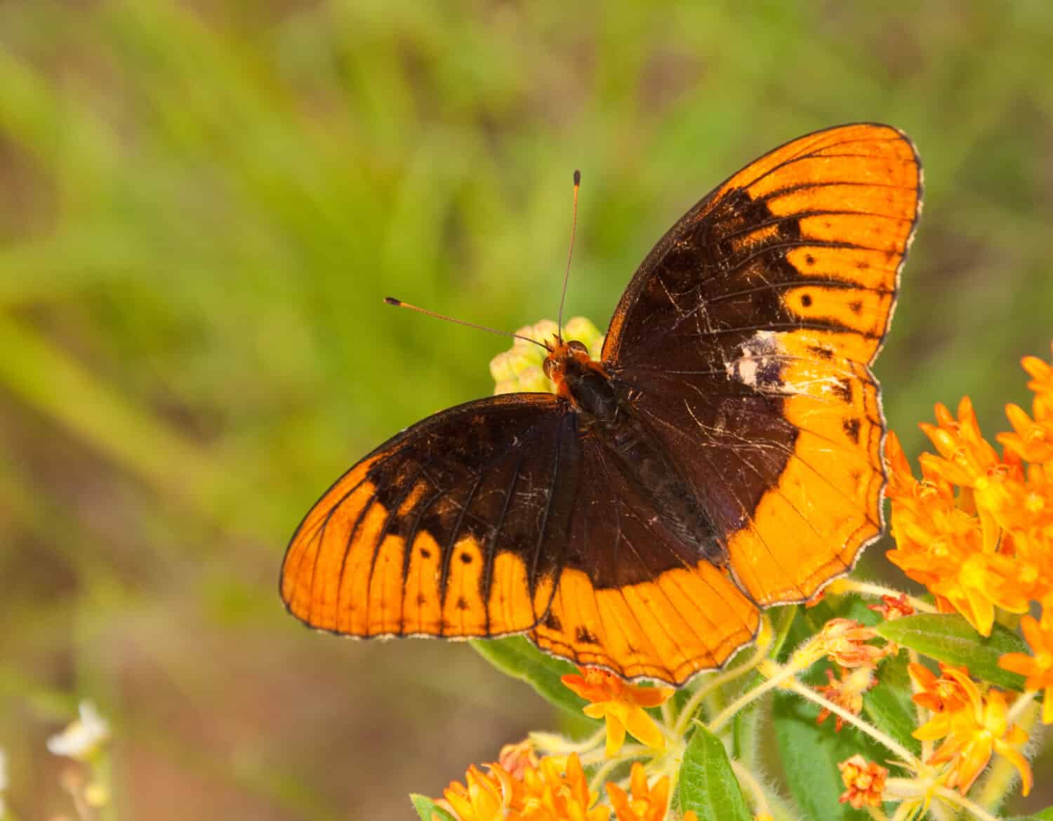 Speyeria diana, Diana farfalla sul fiore di Asclepias tuberosa