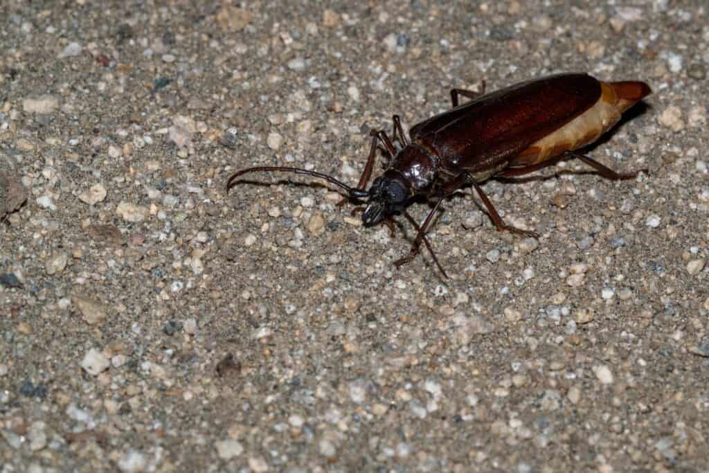 Scarabeo Palo Verde