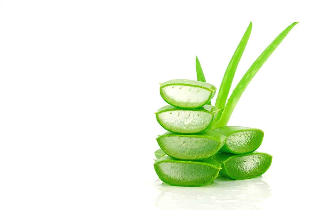 Tre foglie di aloe vera verdi, lunghe e sottili sono visibili nella metà destra dell'inquadratura.  Le foglie vengono sostenute da fette di Aloe Vera.  Le fette di Aloe Vera sono bordate di verde brillante.  I loro centri sono gel trasparente leggermente opaco.  La metà sinistra dell'inquadratura è vuota, priva di qualsiasi cosa al di là dello sfondo bianco isolato della foto. 