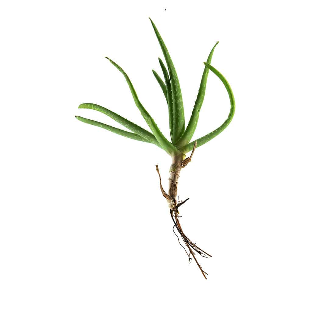 Aloe vera, pianta figlia sfalsata con radici.  uno sfondo bianco