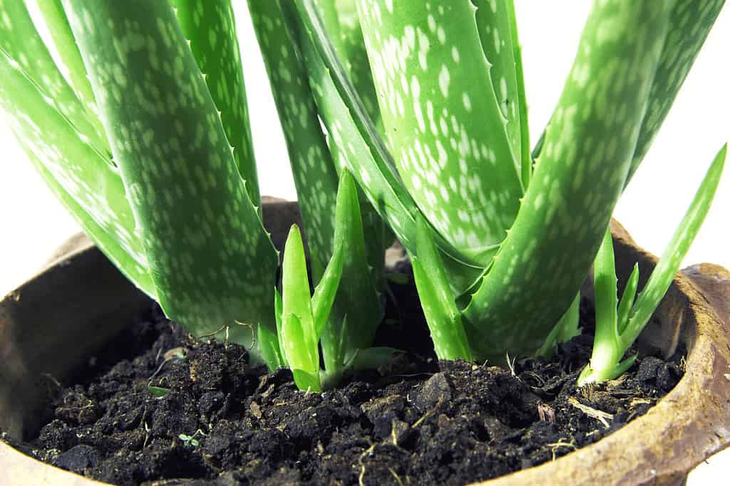 Una pianta di Aloe Vera in vaso con rilievi alla base. 
