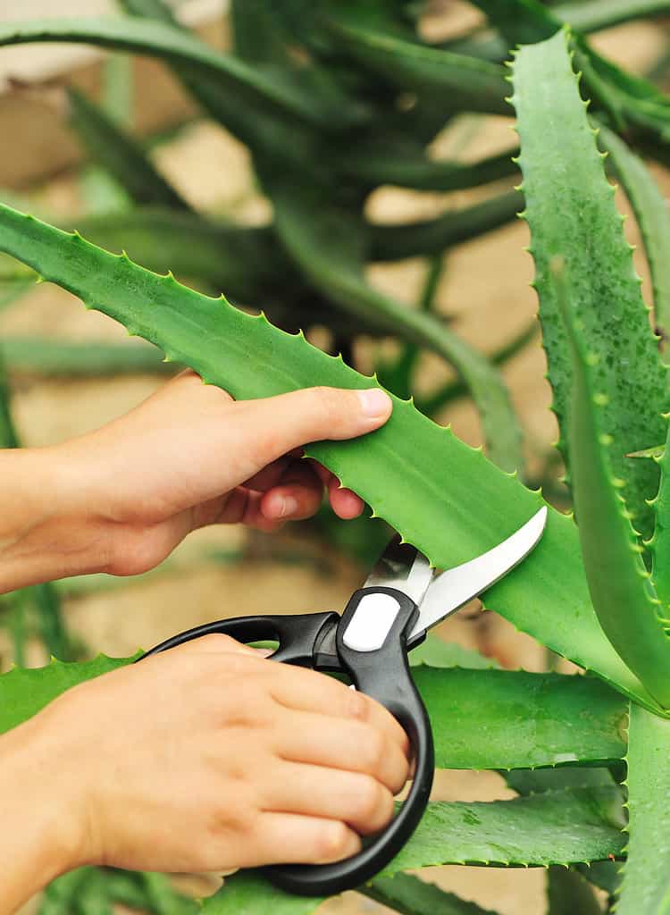 Sono visibili due mani dalla pelle chiara che tagliano una foglia da una pianta di ale vera.  La mano destra tiene un paio di forbici con manici neri e lame argentate.  Le piante di Aloe Vera diventano verdi.