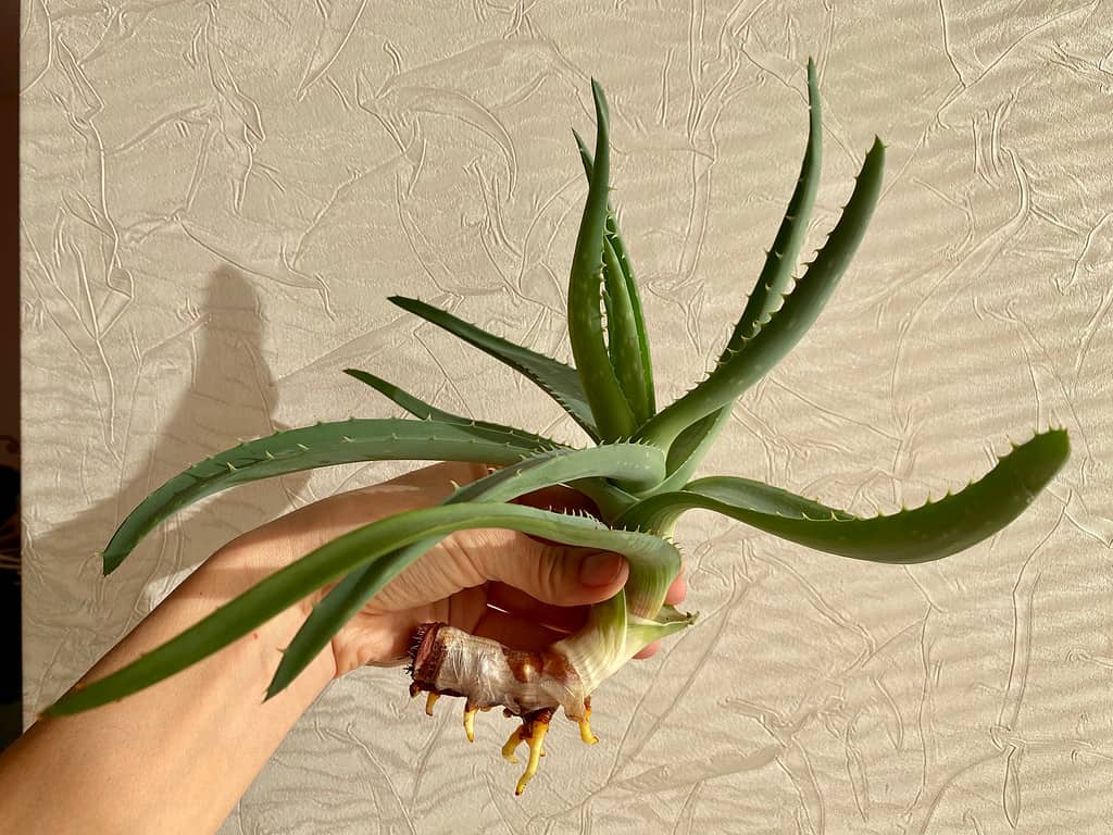 Propagazione del fiore indoor Aloe vera dividendo il tronco di Aloe in parti e radicando in acqua.  Piantare e curare le piante d'appartamento.