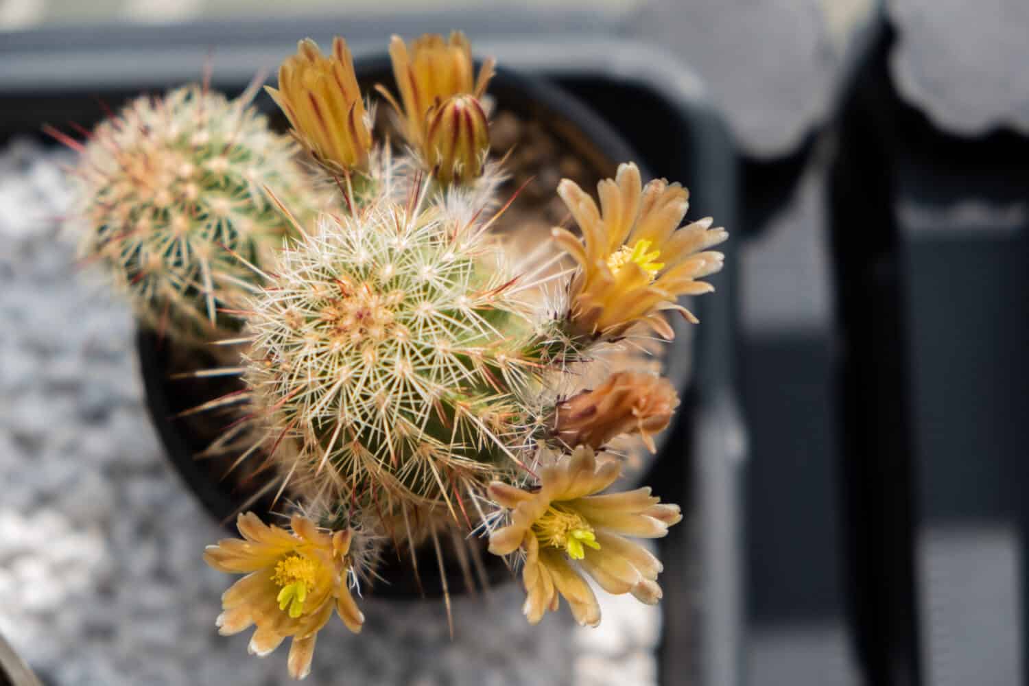 Primo piano di cactus (Echinocereus Chloranthus) con fiori gialli in un vaso di fiori