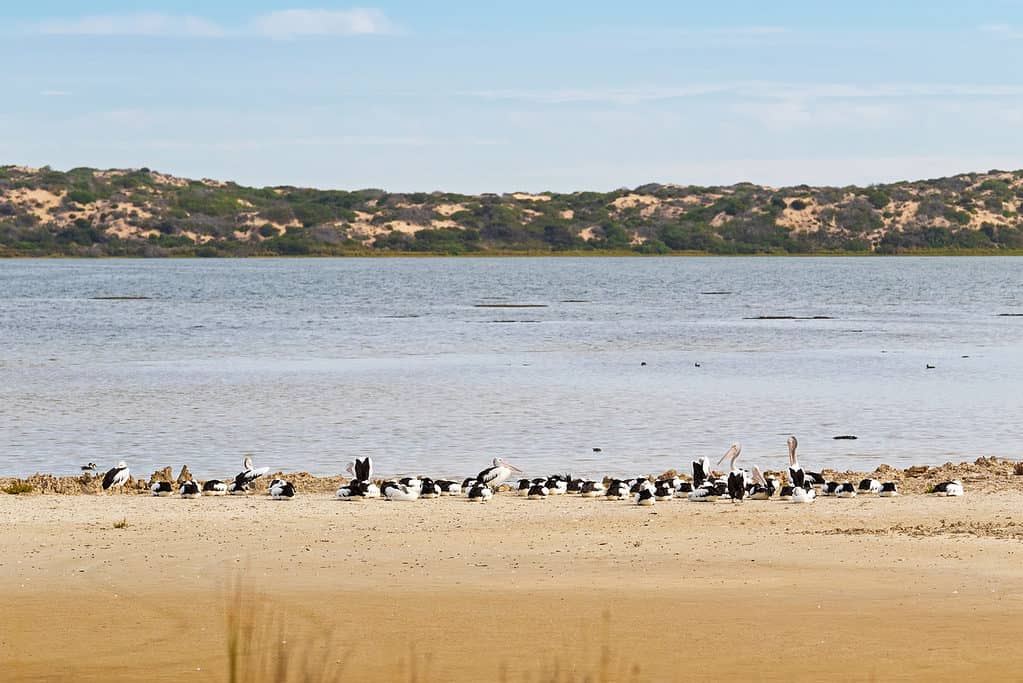 Parco nazionale di Coorong