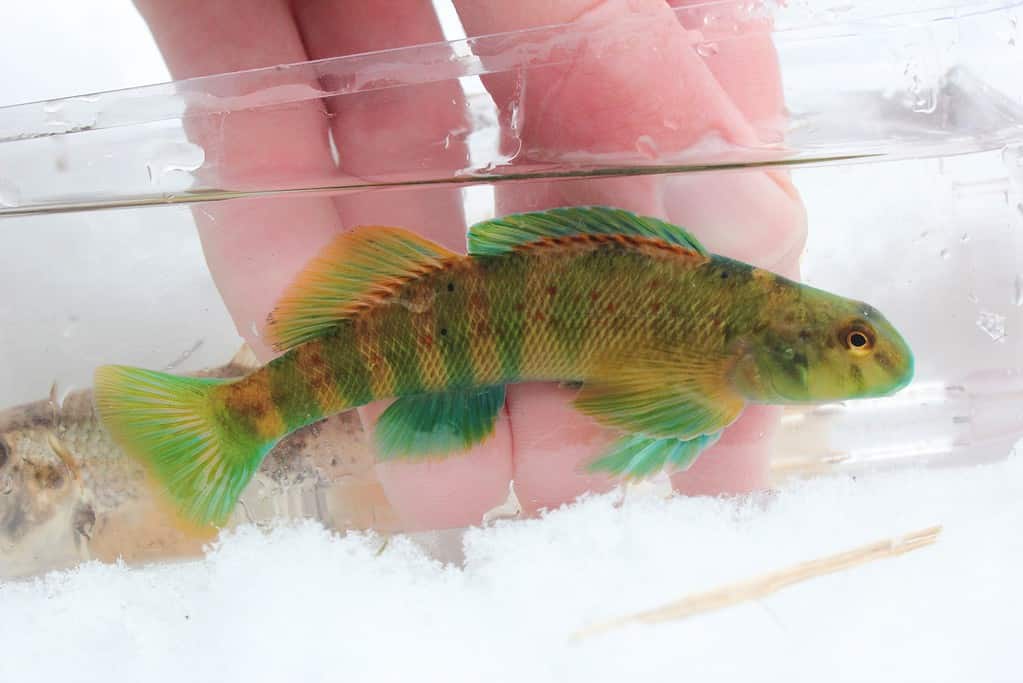 Greenside darter, Etheostoma blennioides