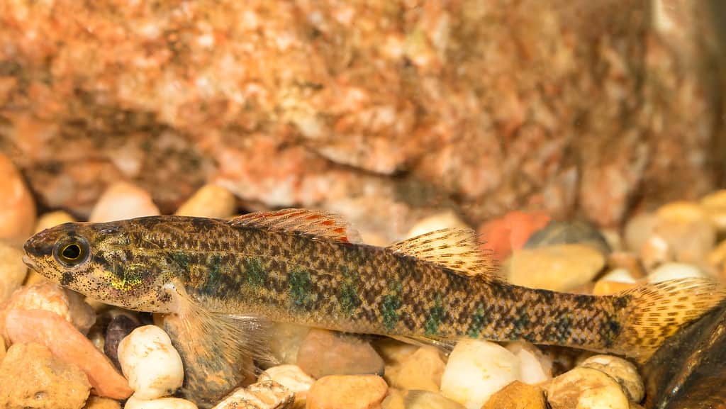 Slough darter pesce, Etheostoma gracile
