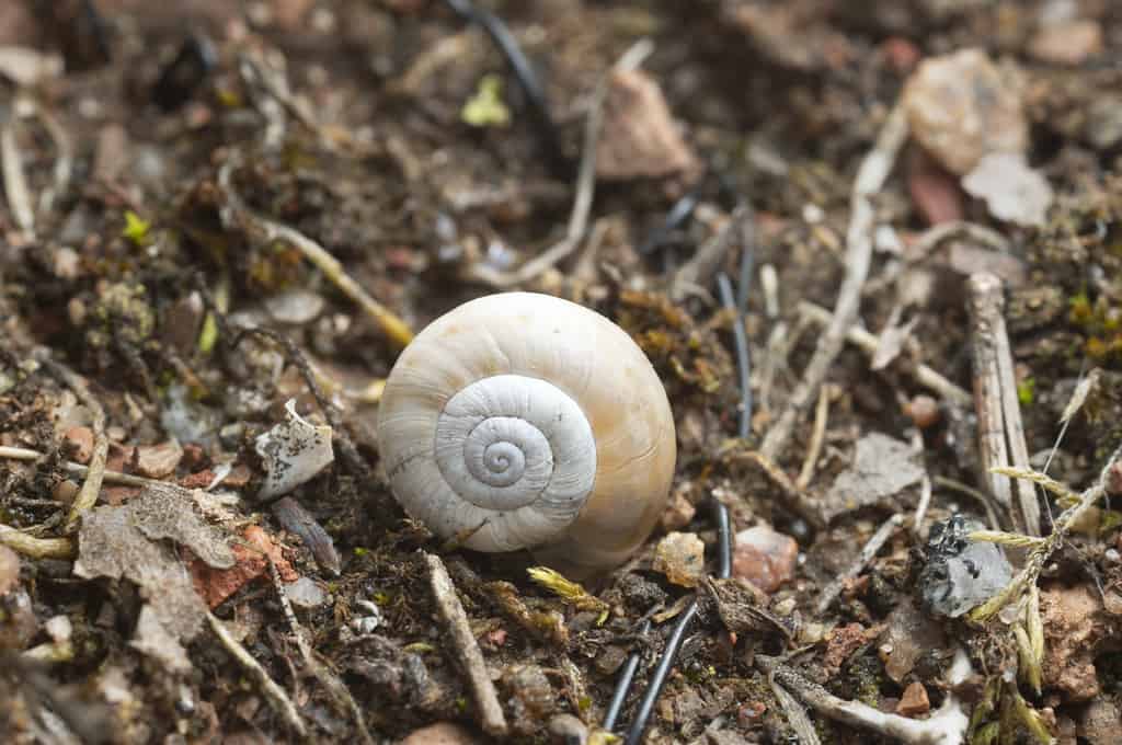 Lumaca della brughiera orientale - Animali invasivi