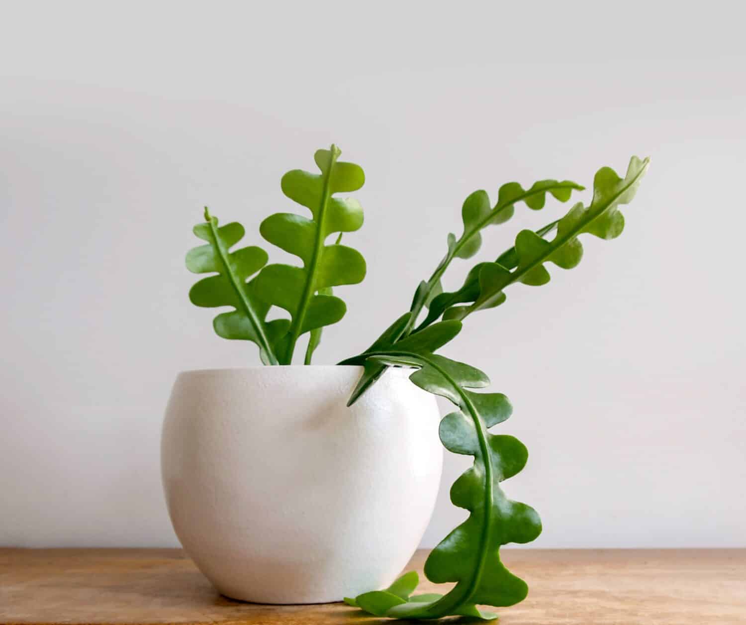Pianta d'appartamento Fishbone Cactus conosciuta anche come la pianta Zig Zag e Epiphyllum Anguliger su uno scaffale di legno shabby chic.  Isolato su sfondo bianco, copyspace.  Primo piano sui suoi steli lunghi, verdi e ondulati.