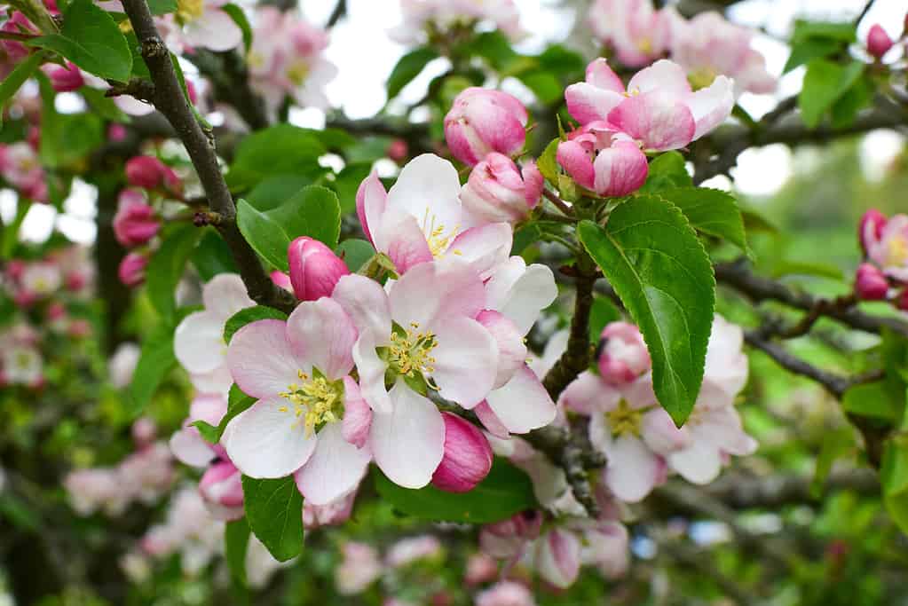 Melo in fiore in un bellissimo giardino.