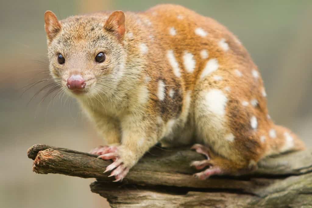 Close up di un Quoll maculato o Tiger Quoll