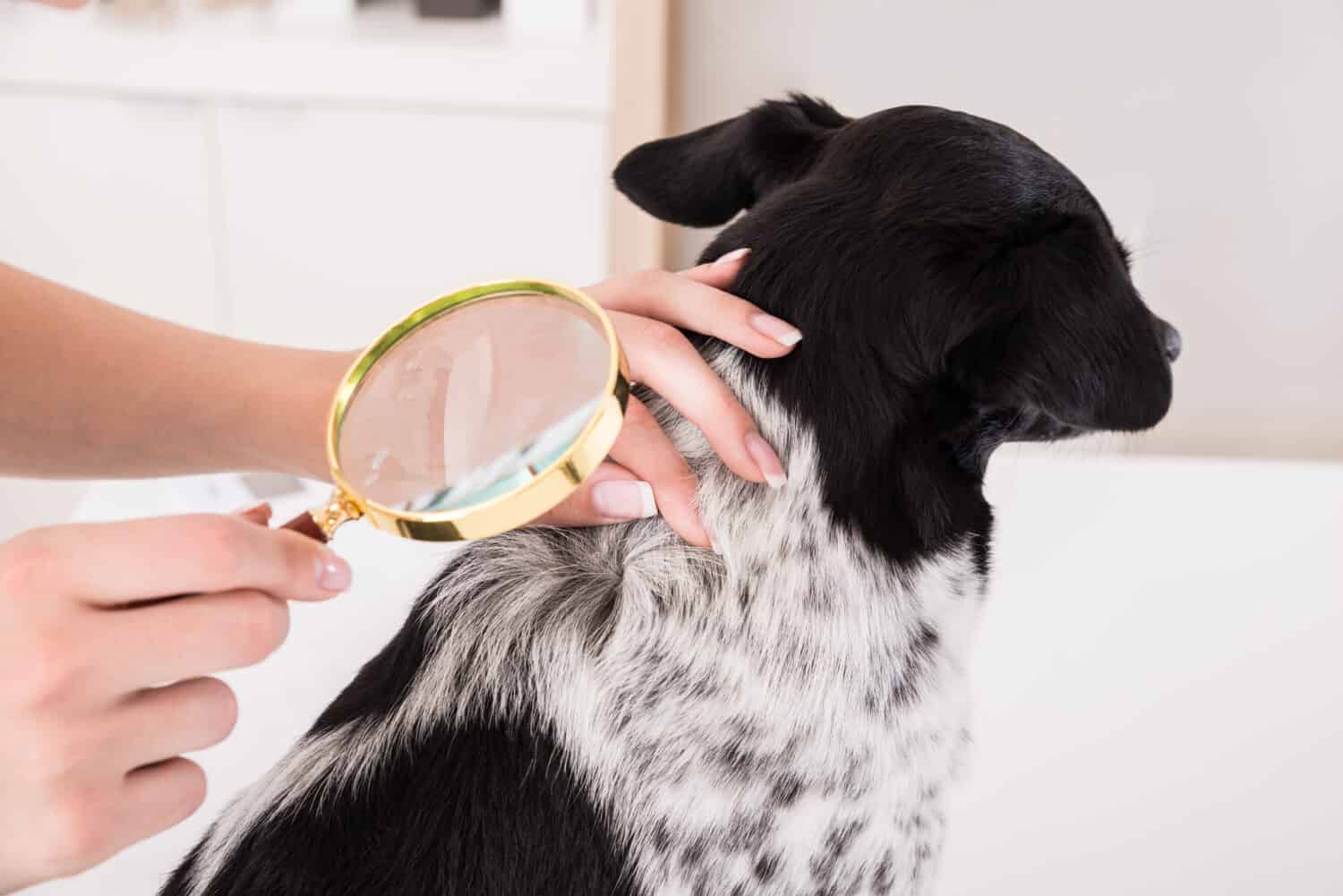 Close-up Di Un Veterinario Esaminando I Capelli Del Cane Con La Lente Di Ingrandimento