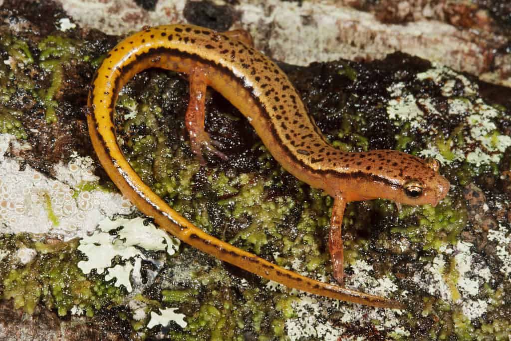 Salamandra bifronte meridionale (Eurycea cirrigera)