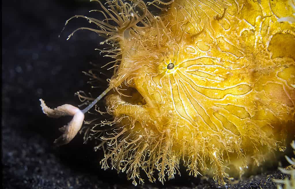 Pesce rana peloso giallo (Antennarius striatus)