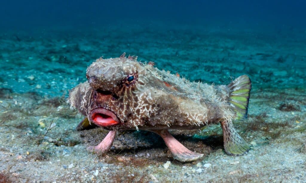 Pesce pipistrello dalle labbra rosse sott'acqua