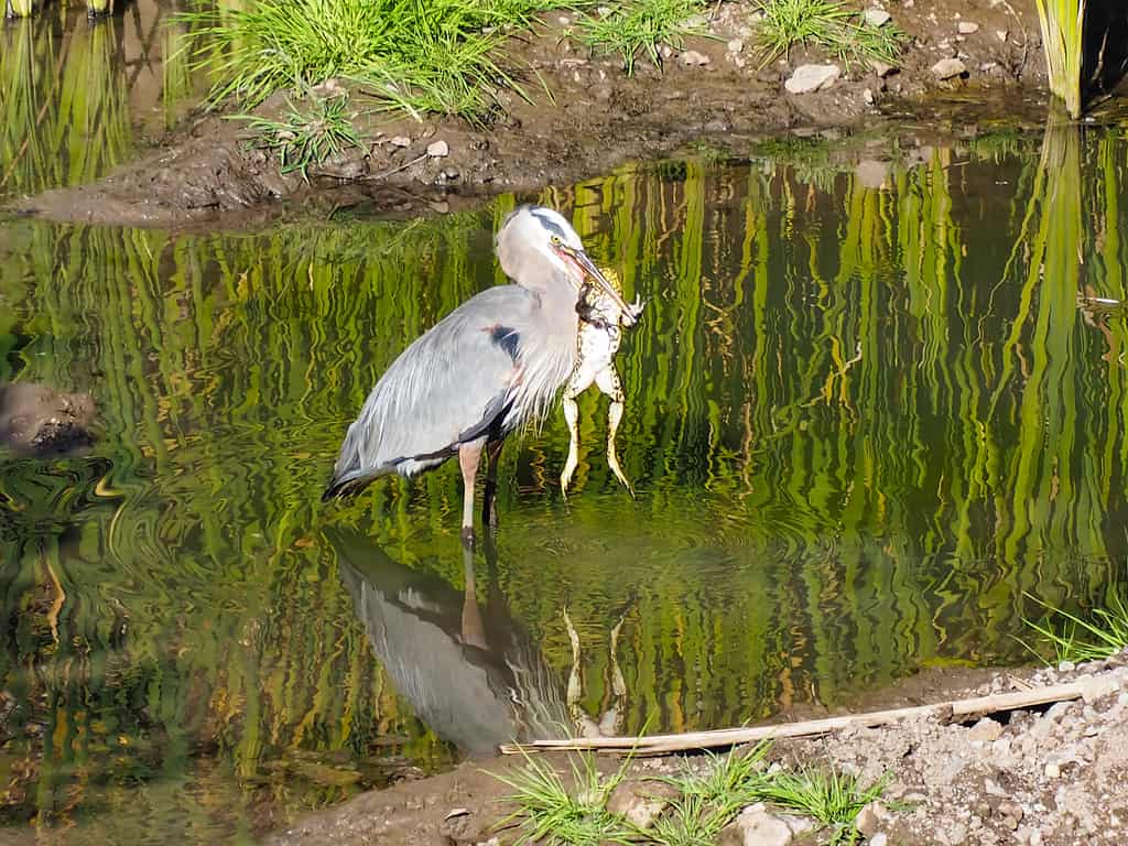 Heron Lunch è stato scattato sull'isola Catalina, Avalon, al largo della costa della California.  Un grande airone blu trova un pasto con una grossa rana in uno stagno.