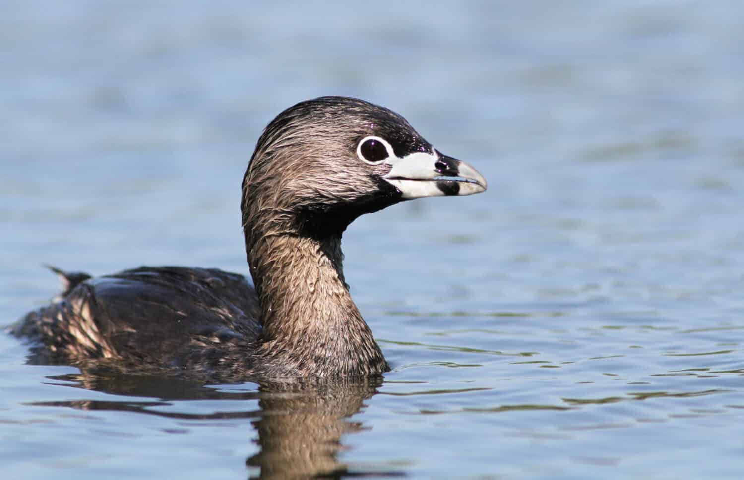 Svasso dal becco pezzato in primavera