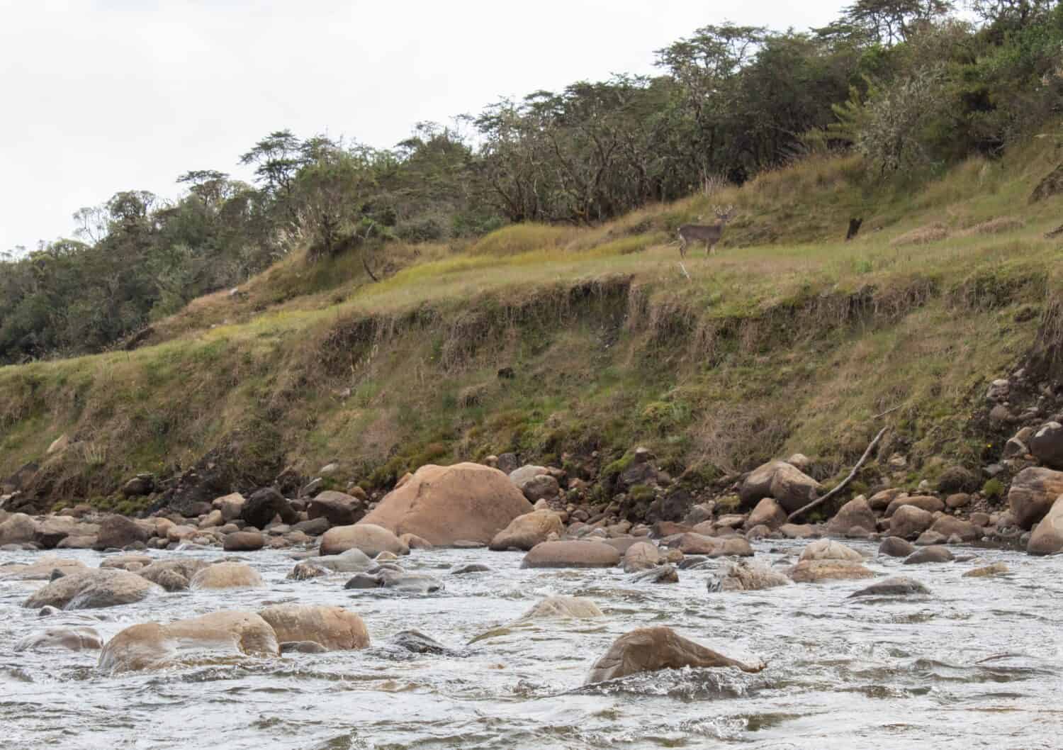 Bella scena del fiume chingaza al tramonto con un cervo maschio all'interno del parco naturale nazionale colombiano chingaza