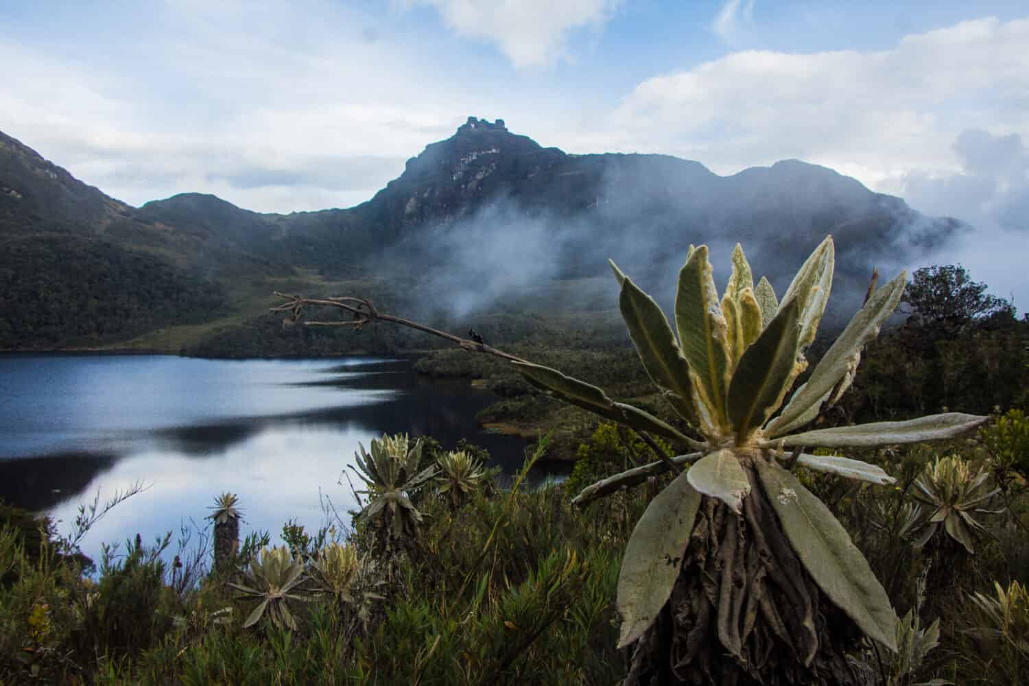 Il bellissimo Parco Nazionale Naturale. Questi si trovano nelle Ande centrali dei dipartimenti di Quindío, Tolima e Valle del Cauca, in Colombia.