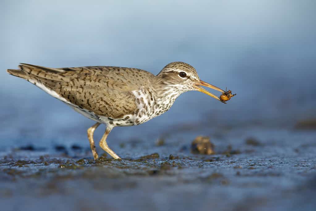 alimentazione del piro piro maculato