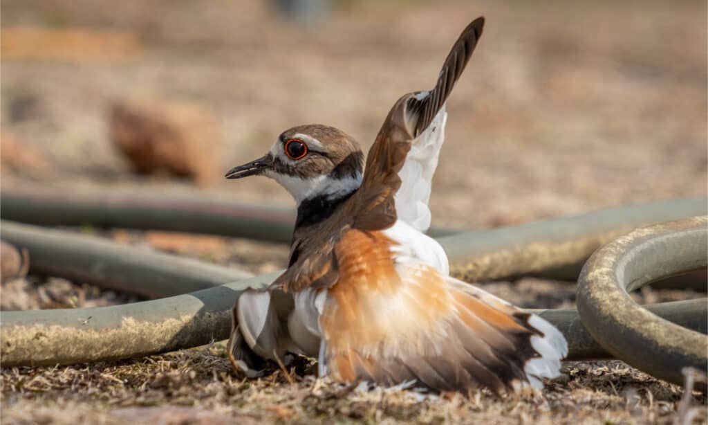 Killdeer che finge di essere ferito