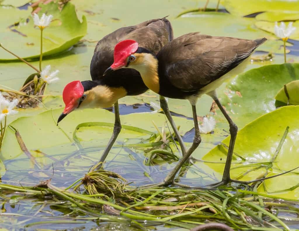 Jacana crestato a pettine