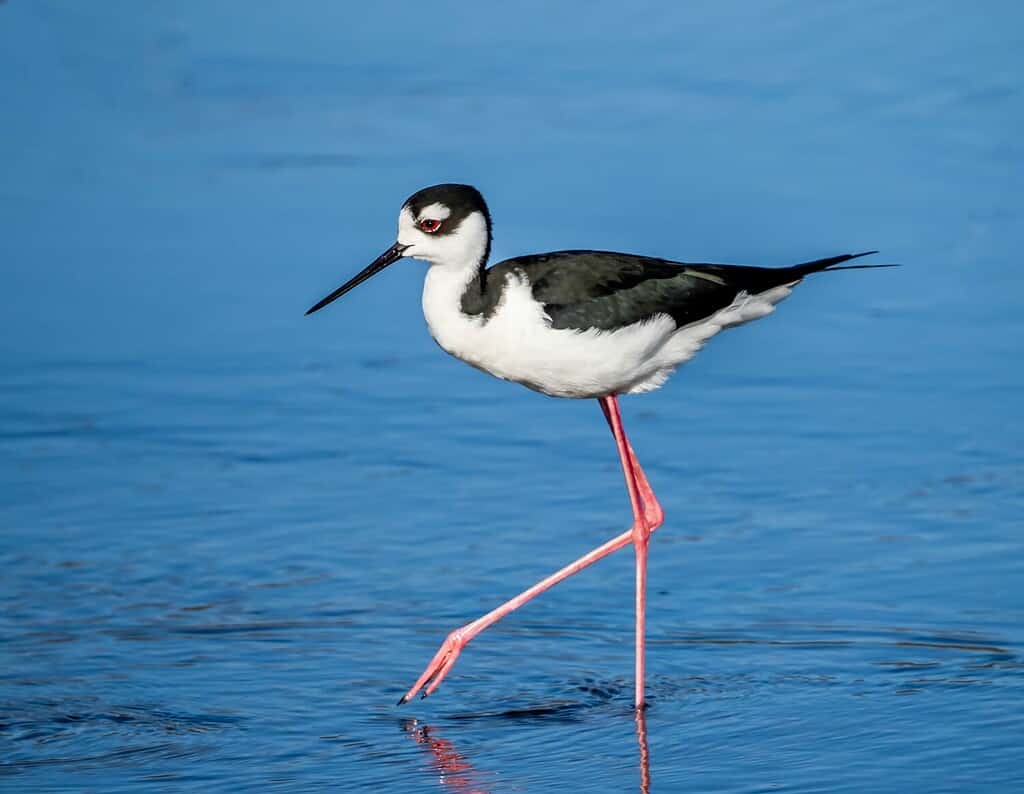 Stilt dal collo nero che cammina nel fiume Myakka nel Myakka River State Park a Sarasota Florida USA