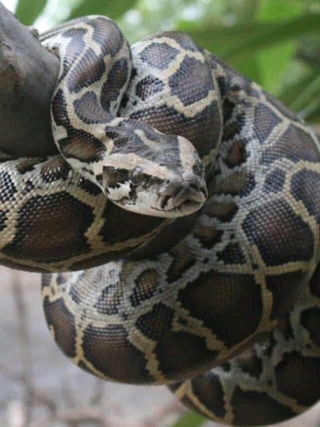 Pitone burmese