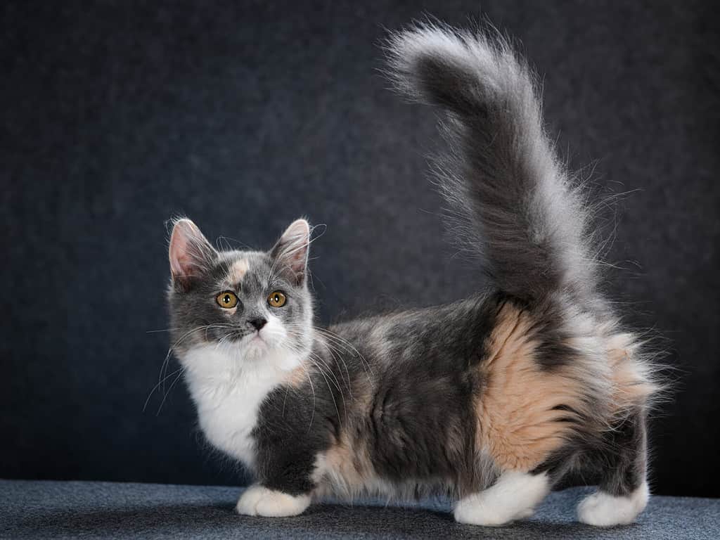 simpatico adorabile gattino munchkin giocoso