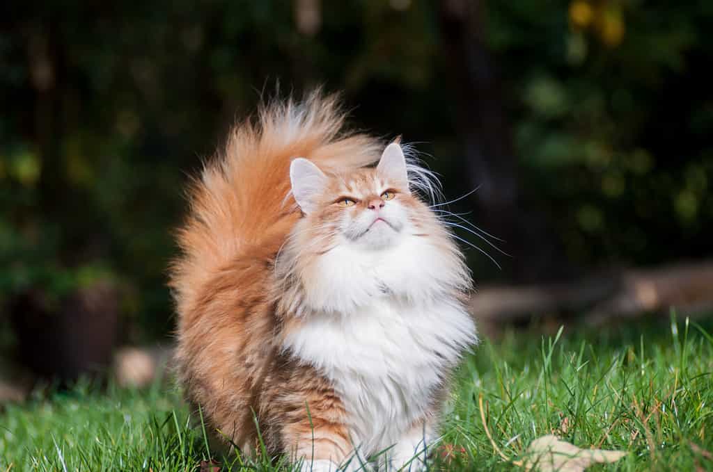 Gatto norvegese rosso della foresta nel giardino, all'aperto